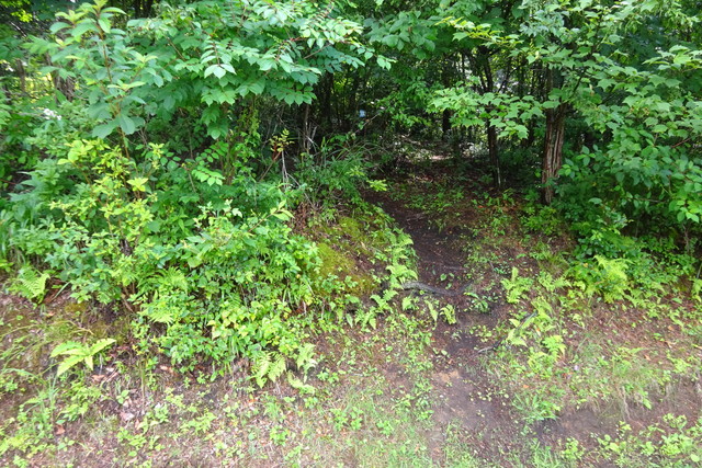 DSC04556.jpg