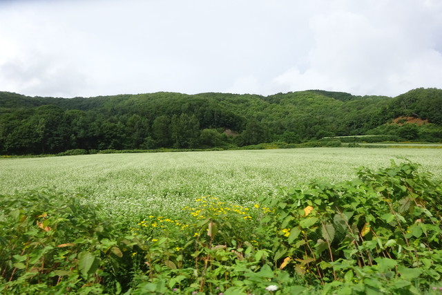 DSC04737.jpg