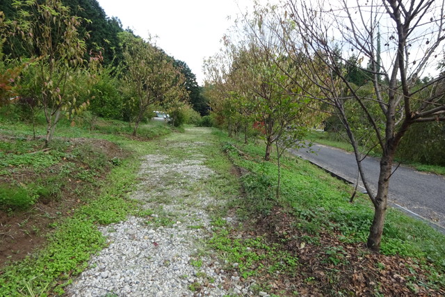DSC04254.jpg